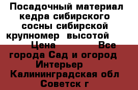 Посадочный материал кедра сибирского (сосны сибирской) крупномер, высотой 3-3.5  › Цена ­ 19 800 - Все города Сад и огород » Интерьер   . Калининградская обл.,Советск г.